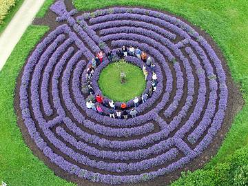 Lavendel Labyrinth